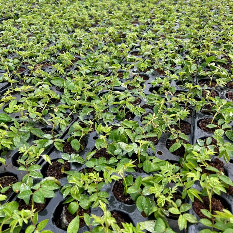 WhatsApp Image 2025-01-28 at 09.29.27